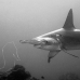 shark_hammerhead_scalloped_ci_h_0062_cr.jpg